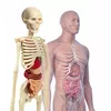 Clementoni Mini Human Body 3D модель анатомии Photo 2