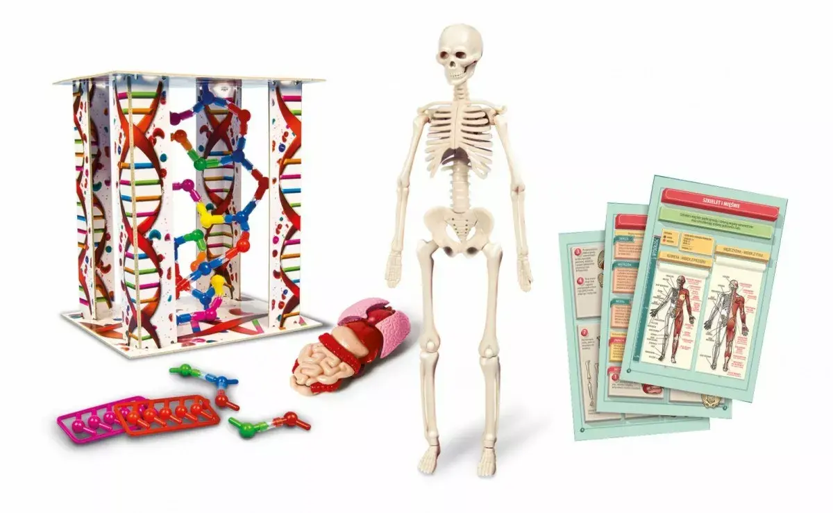 Clementoni Mini Human Body 3D модель анатомии Photo 3