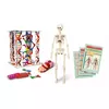 Clementoni Mini Human Body 3D модель анатомии Photo 3