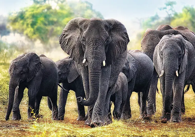 Пазл TREFL Trefl African elephants — 1000 шт. Photo 2