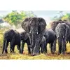 Пазл TREFL Trefl African elephants — 1000 шт. Photo 2