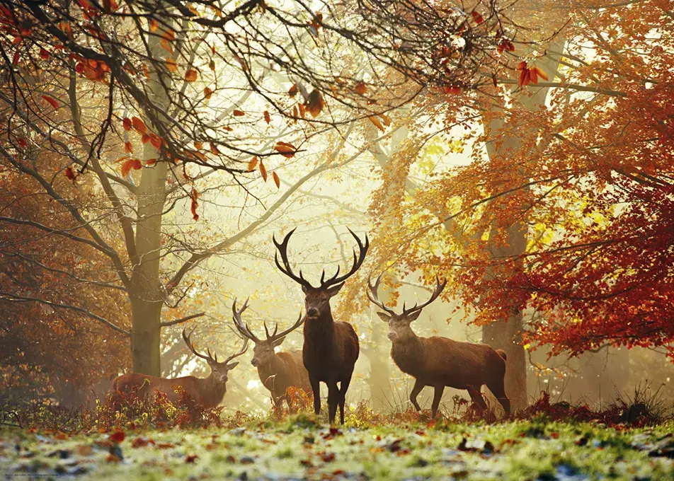 Heye Stags Puzzle — 1000 pieces Photo 2