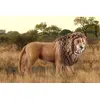 Schleich WILD LIFE Lauva rēcīga Photo 2