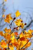 MILC Camera Canon EOS R50 Photo 24