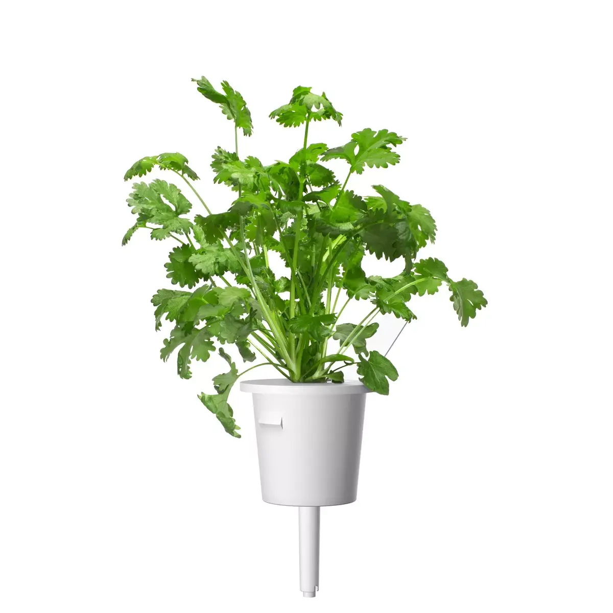 Aizpildījums Click & Grow Koriandrs Photo 3