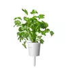 Aizpildījums Click & Grow Koriandrs Photo 3