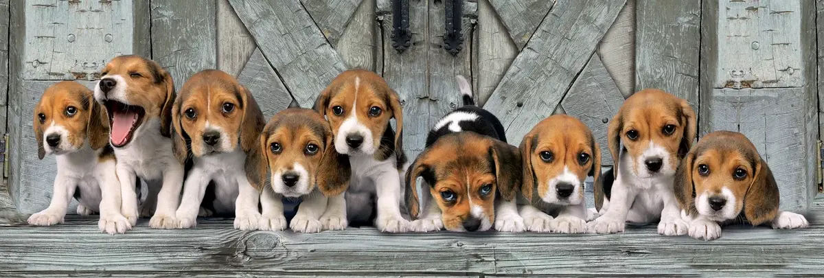 Пазл Clementoni Beagles 1000 элементов Photo 2