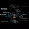 Mouse Logitech G G PRO Wireless Gaming Mouse Photo 6